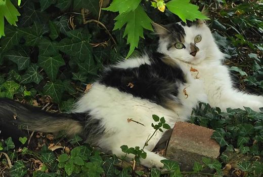 Maine Coon-Europäisch Kurzhaar-Mix, weiß mit braun-schw. Abz
