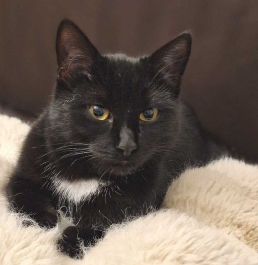 Europäische Hauskatze, Schwarz
