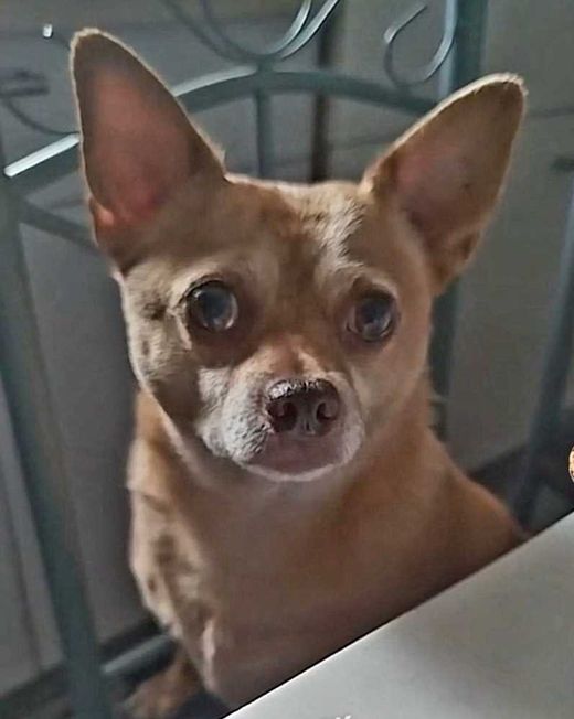 Chihuahua, rot-braun