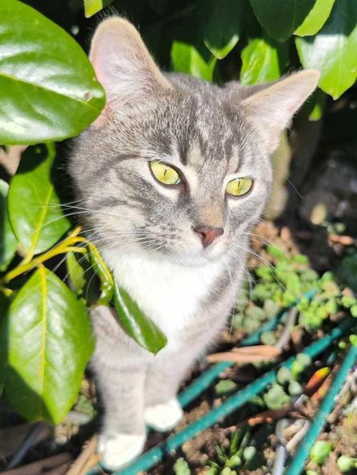 Türkisch Angora-Maine Coon-Mix, grau tieger