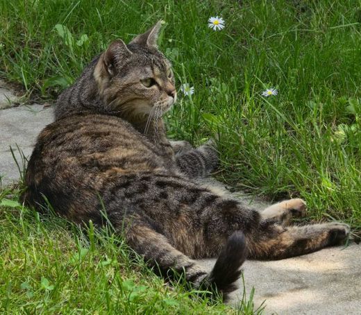 Hauskatze-Mix, getigert