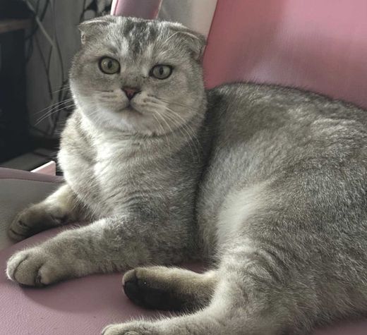 Scottish Fold, hell-grau-weiß