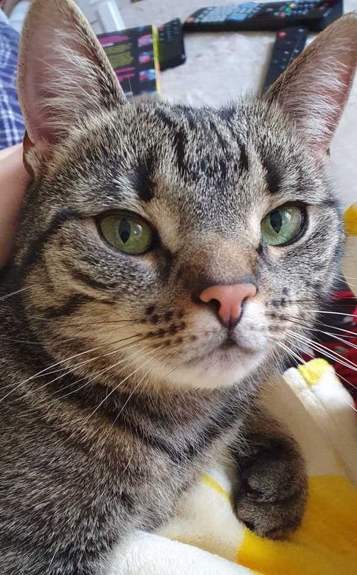 Hauskatze, getigert
