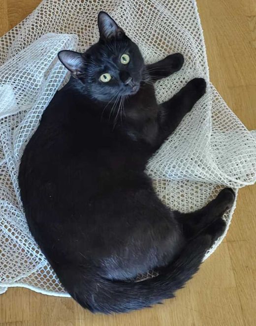 Bombay Cat, schwarz