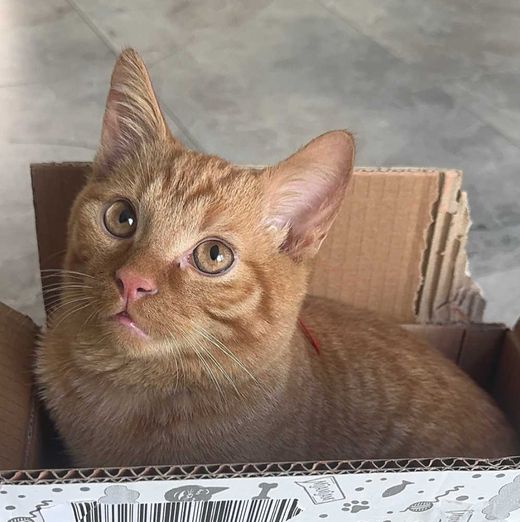 EKH orange, Orange