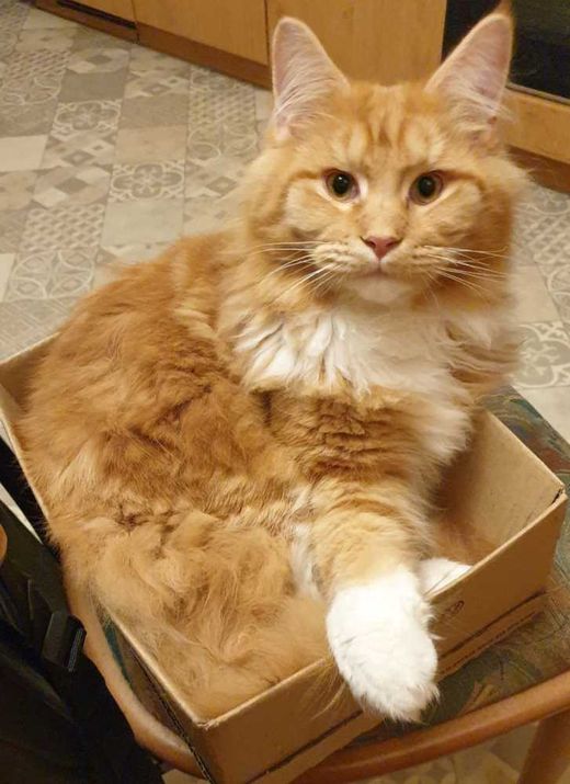 Maine Coon-Norwegische Waldkatze-Mix, Mittellanghaar Rot-weiß