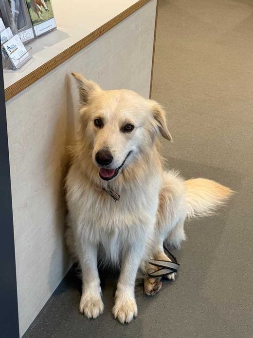 Golden Retriever-Mix, weiss