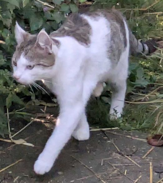 Hauskatze, grau-weiß