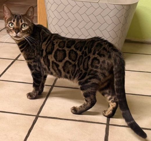 Bengal Cat, black-tabby spotted