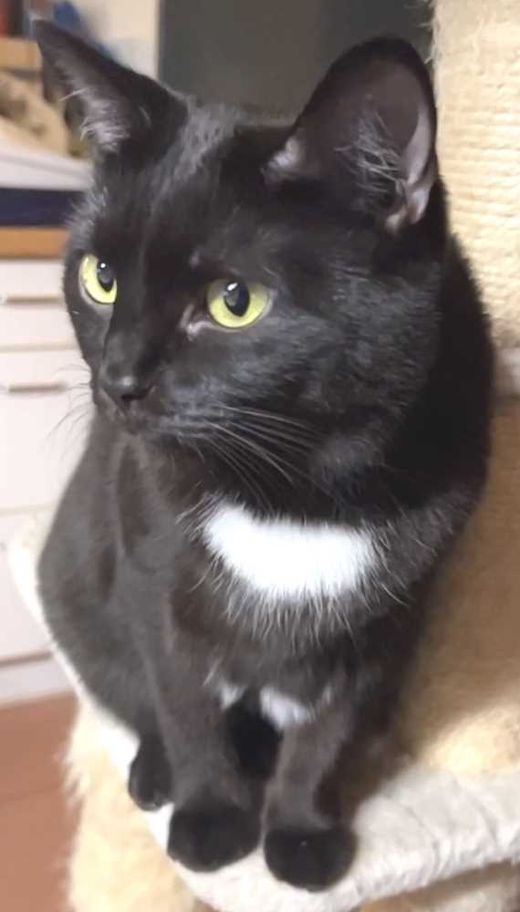 Mischling, schwarz