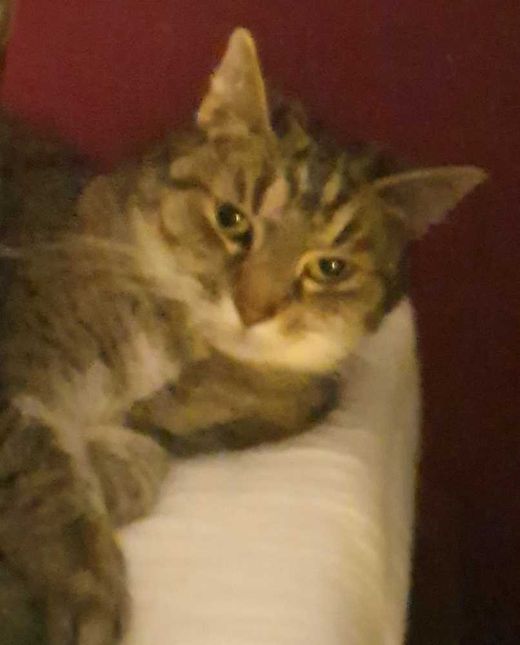 Hauskatze, getigert mit weiß