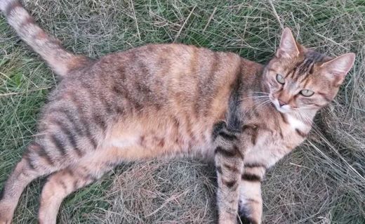 Mischling, rötlich braungetigert