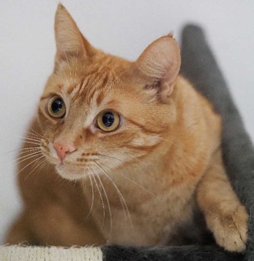 Hauskatze, orange-weiß getigert