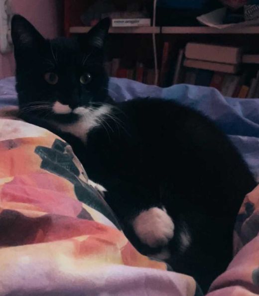 Mischling, schwarz mit weißen Abz.