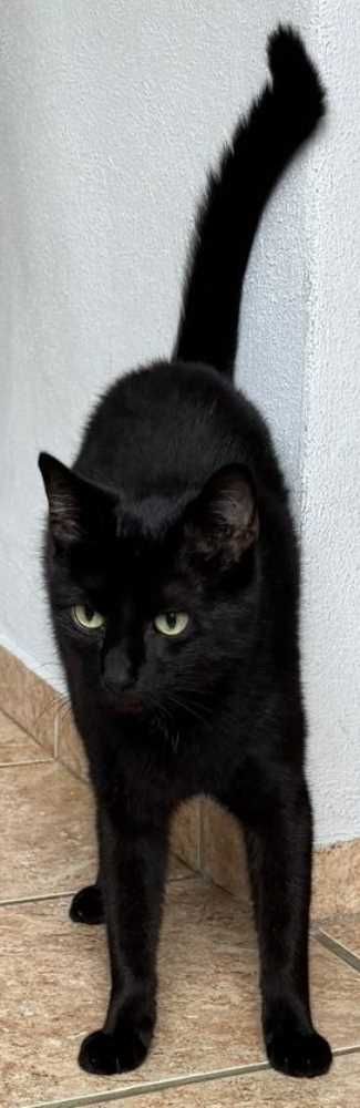 Hauskatze, schwarz