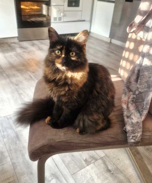 Norwegische Waldkatze-Mix, Ricolor Schildplatt