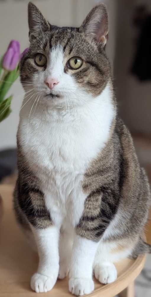 Hauskatze, getigert mit weiß