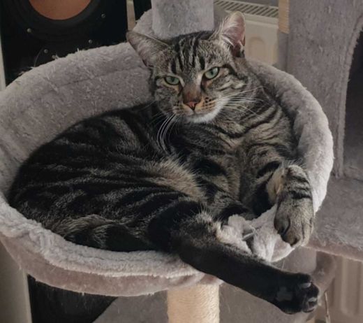 Hauskatze, schwarz-grau-beige