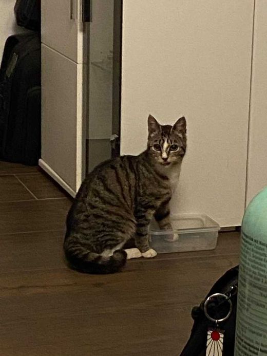 Europäisch Kurzhaar, grau getigert mit weiß
