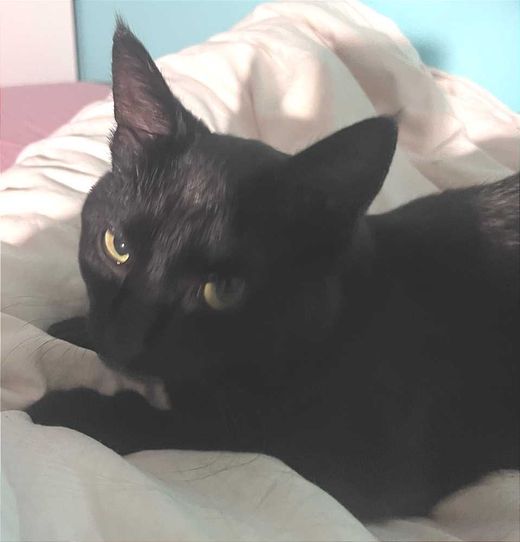 Mischling, schwarz