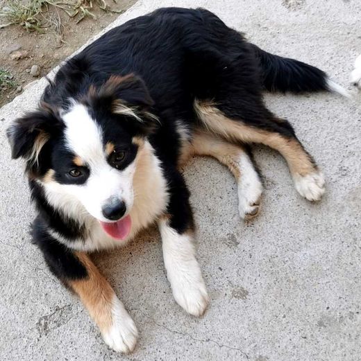 Australian Shepherd, Black Tri