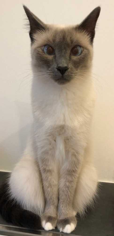 Birmakatze-Siam-Mix, beige-grau