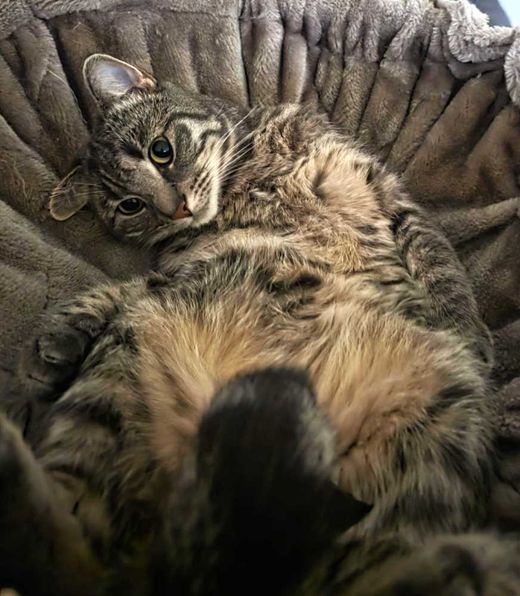Hauskatze, grau-weiß