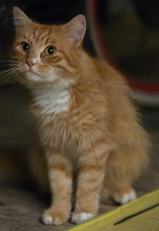 Europäische Langhaarkatze, orange mit weißen Abz.