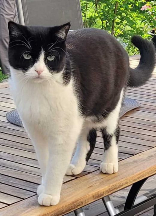 Tuxedo-Katze, schwarz-weiß