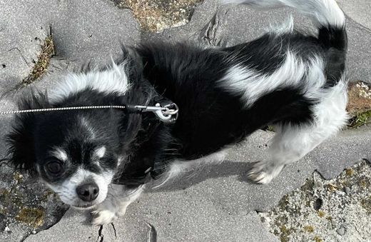 Chihuahua, schwarz-weiß