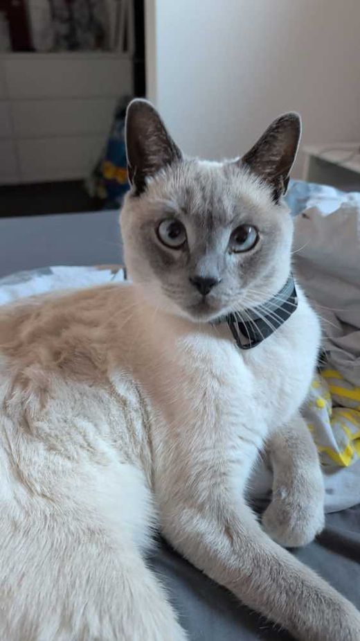 Siamkatze, weiß