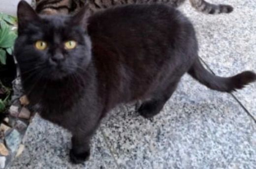 Hauskatze, schwarz