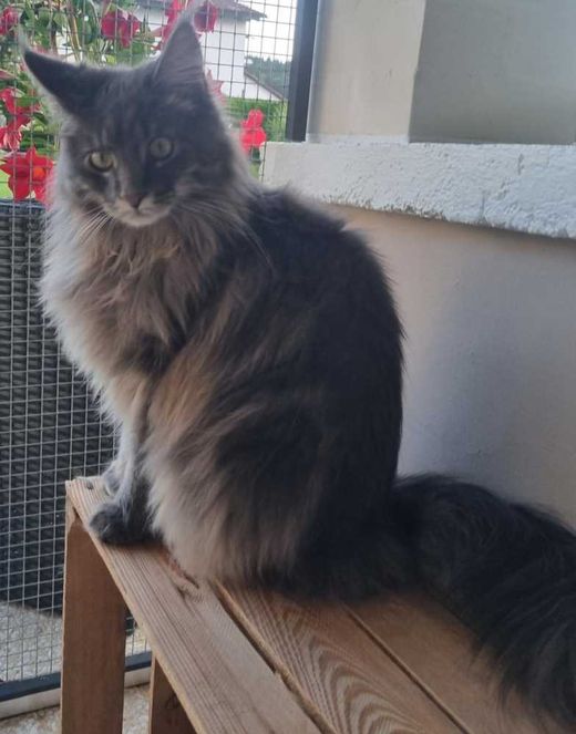 Maine Coon, grau