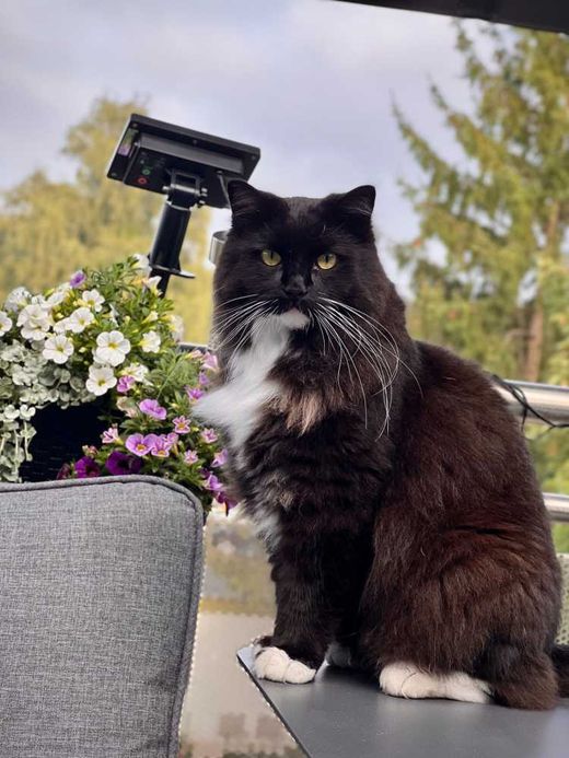 Maine Coon-Ragdoll-Mix, schwarz-weiß