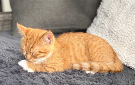 hauskatze, rot