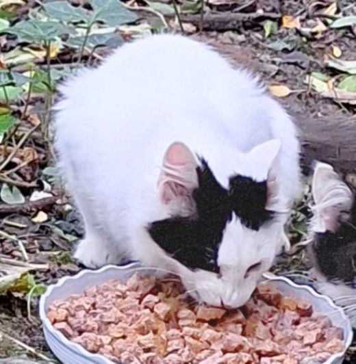 Europäisch Kurzhaar-Maine Coon-Mix, Weiß schwarz