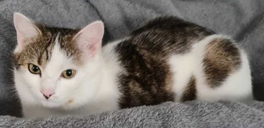 Hauskatze, weiß-braun-grau