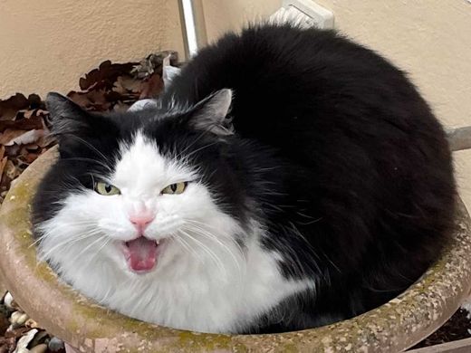 Norwegische Waldkatze-Mix, schwarz-weiß