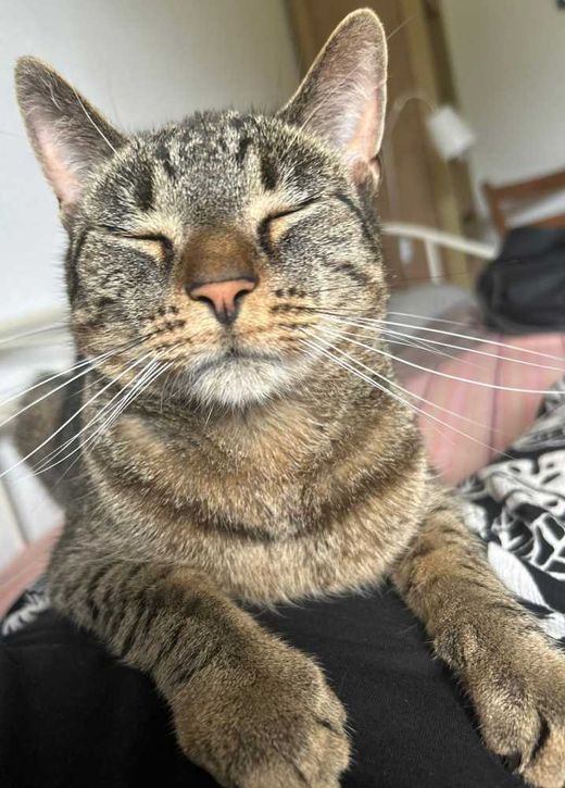 Hauskatze, getigert