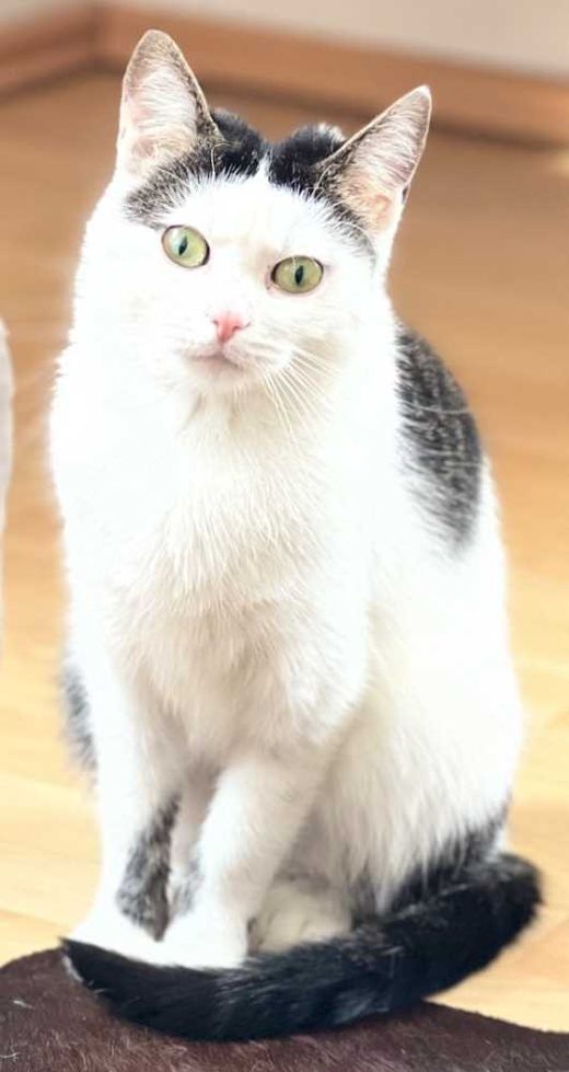 Hauskatze, weiß mit schwarzen Abz.