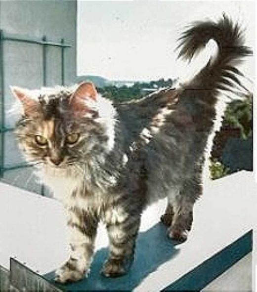 Britisch Kurzhaar-Perserkatze-Mix, grau-braun getigert