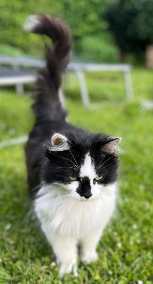 Maine Coon-Mix, schwarz-weiß