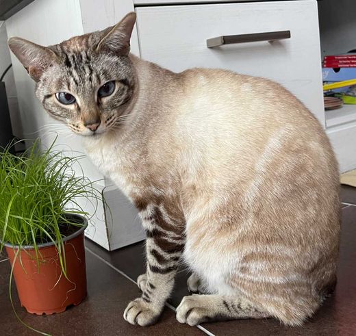 Bengal Cat-Siam-Mix, seal lynx point-tabby