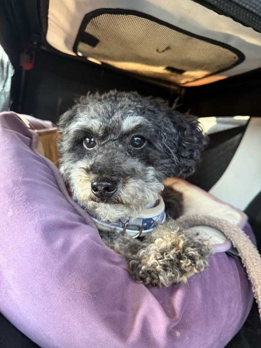 Zwergpudel, black an tan