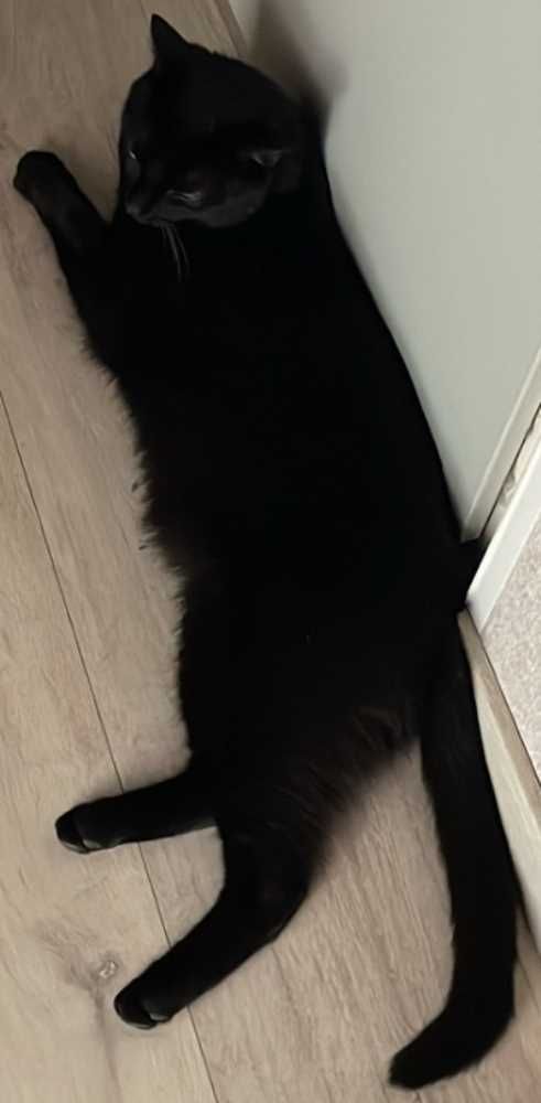 Europäisch Kurzhaar, schwarz