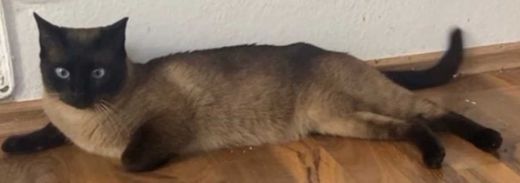 Siamkatze, Creme-braun.