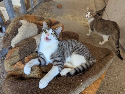 Hauskatze, grau getigert mit weiß