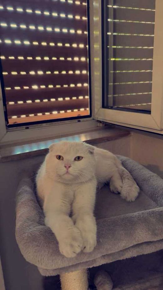 Scottish Fold, weiß