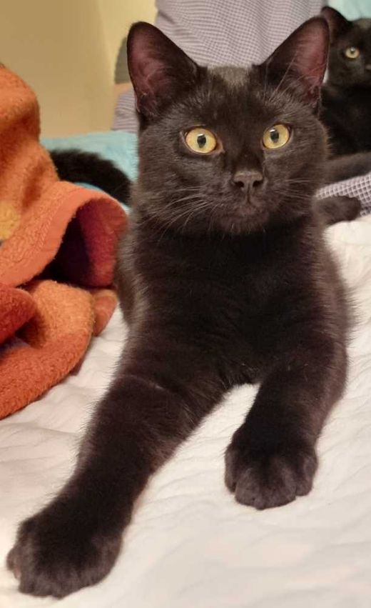 Hauskatze-Mix, schwarz