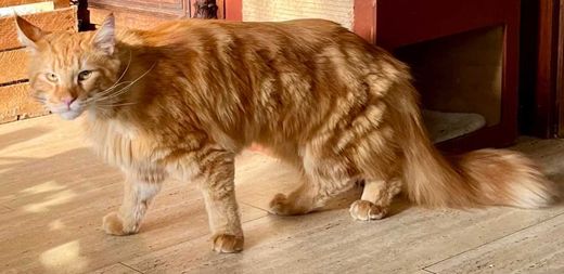 Maine Coon, red-silver-tabby